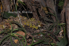 Bulbophyllum proudlockii